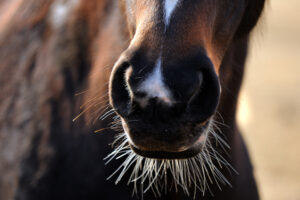 Ogsaa-heste-har-knurhaar-300x200 Derfor er knurhårene så vigtige for mange dyr