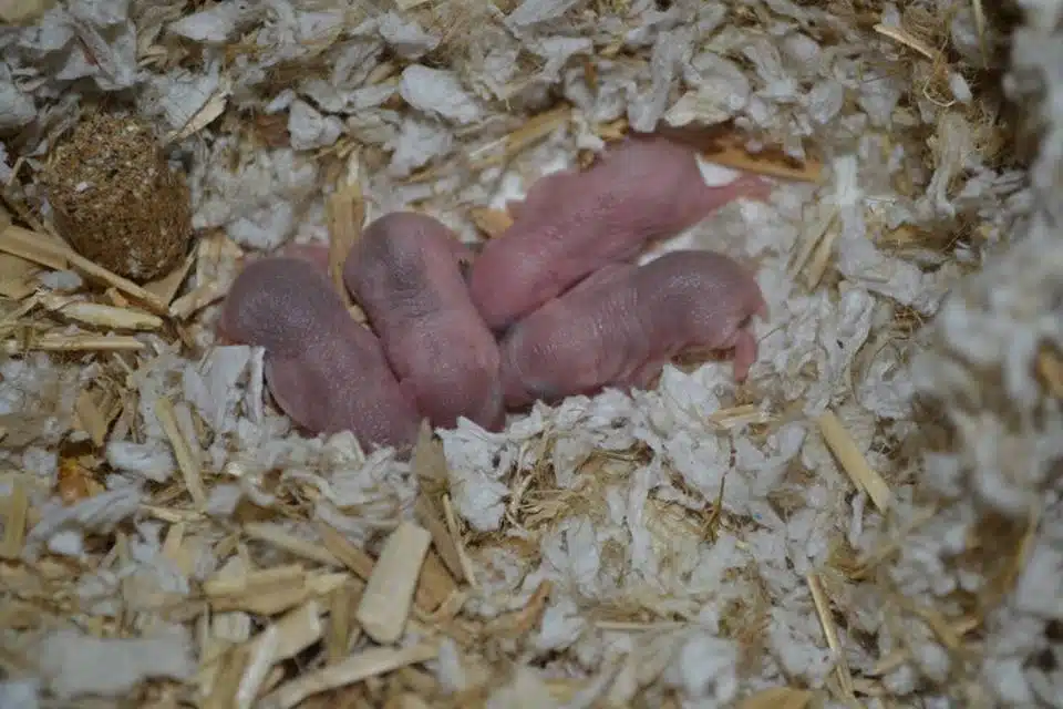 3-dage-gamle-hamstreunger Hamsterungens udvikling