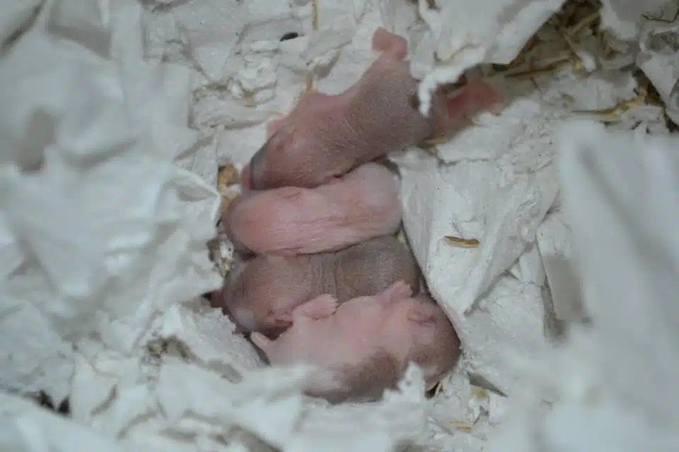 5-dage-gamle-hamsterunger Hamsterungens udvikling