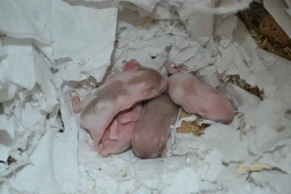 6-dage-gamle-hamsterunger Hamsterungens udvikling