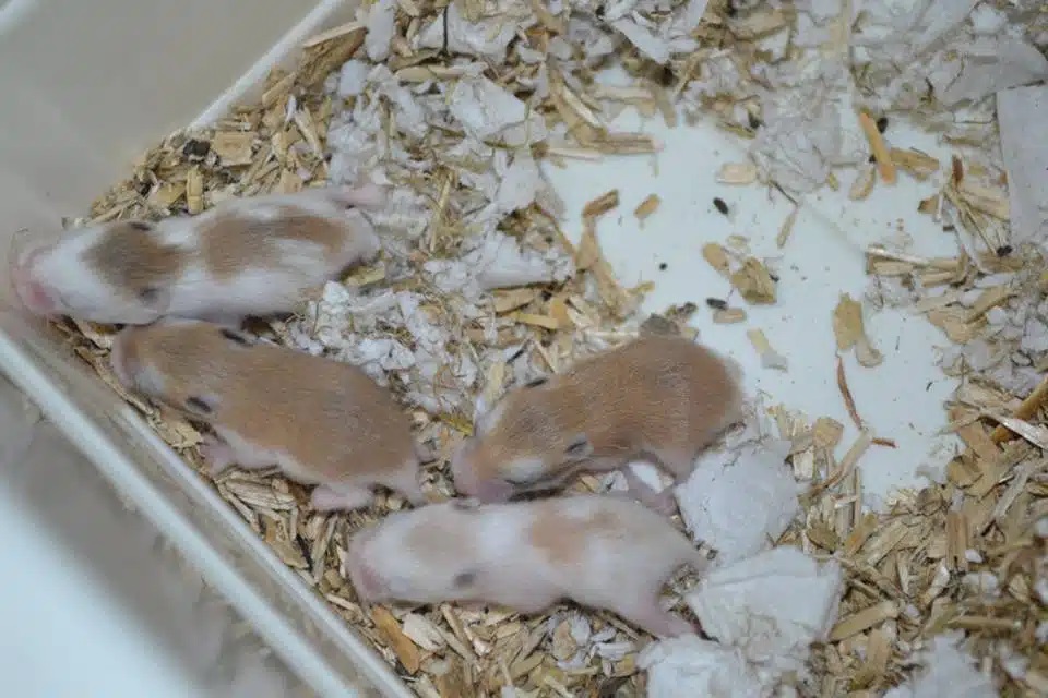 Hamsterunger-10-dage Hamsterungens udvikling