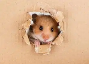 Hamster-i-kasse-300x218-1 5 ting, der vil glæde din hamster