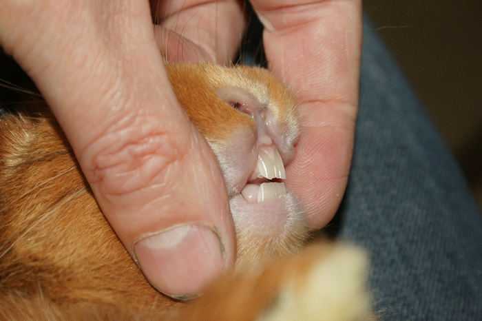 Kanin-med-korrekt-tandstilling-2 Tandproblemer hos kaniner