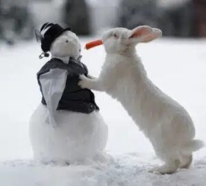 kanin-og-snemand-360x325-1-300x271 Sådan skal du fodre kaninerne, når det er koldt uden for