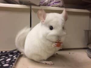 Chinchilla tester urter