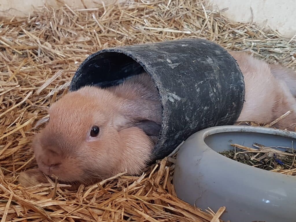 Kanin i rør