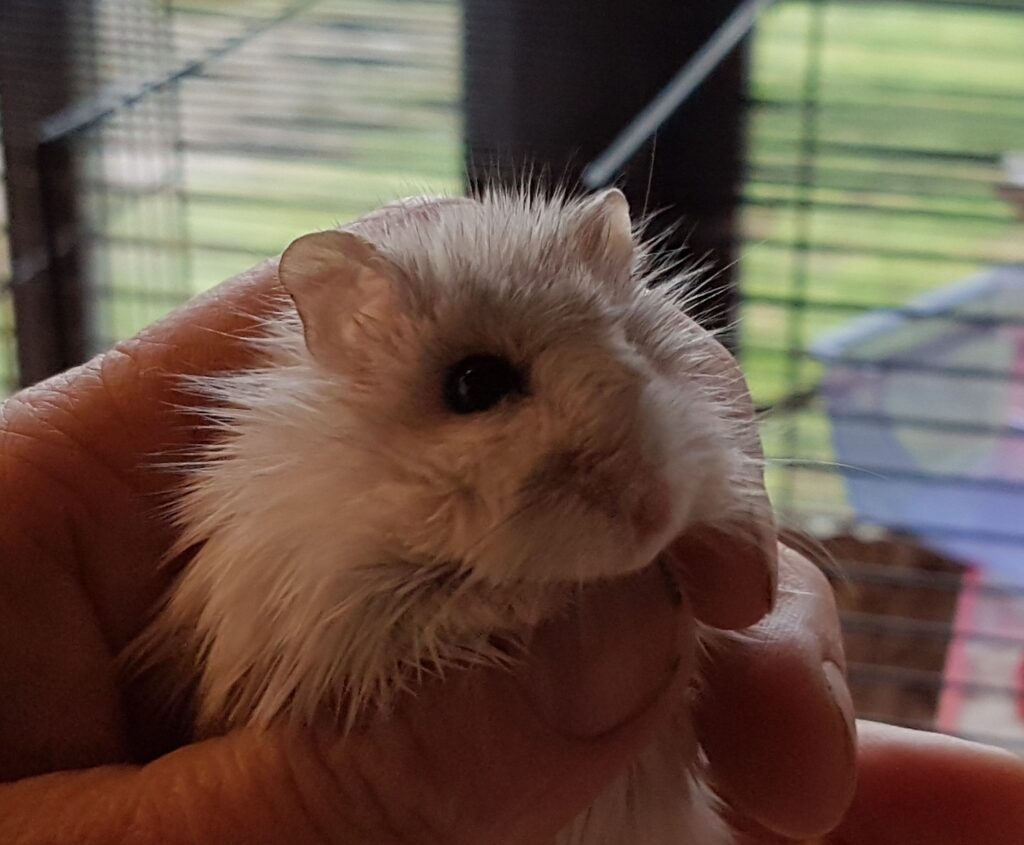 Hamster