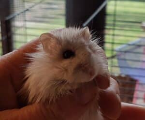 Hamster