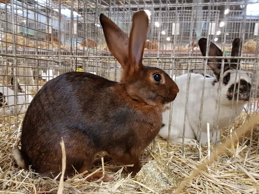 Belgisk Hare. Foto Maria Gullestrup