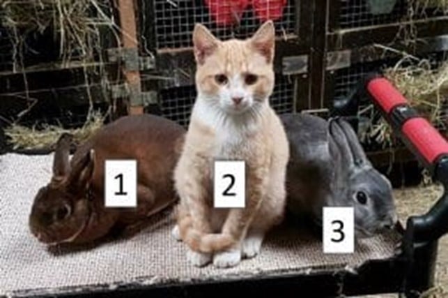 Katten Bobkat