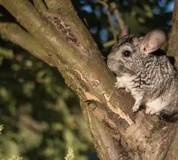 Chinchilla