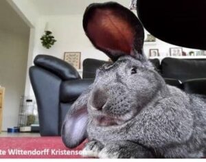 Fransk vædder