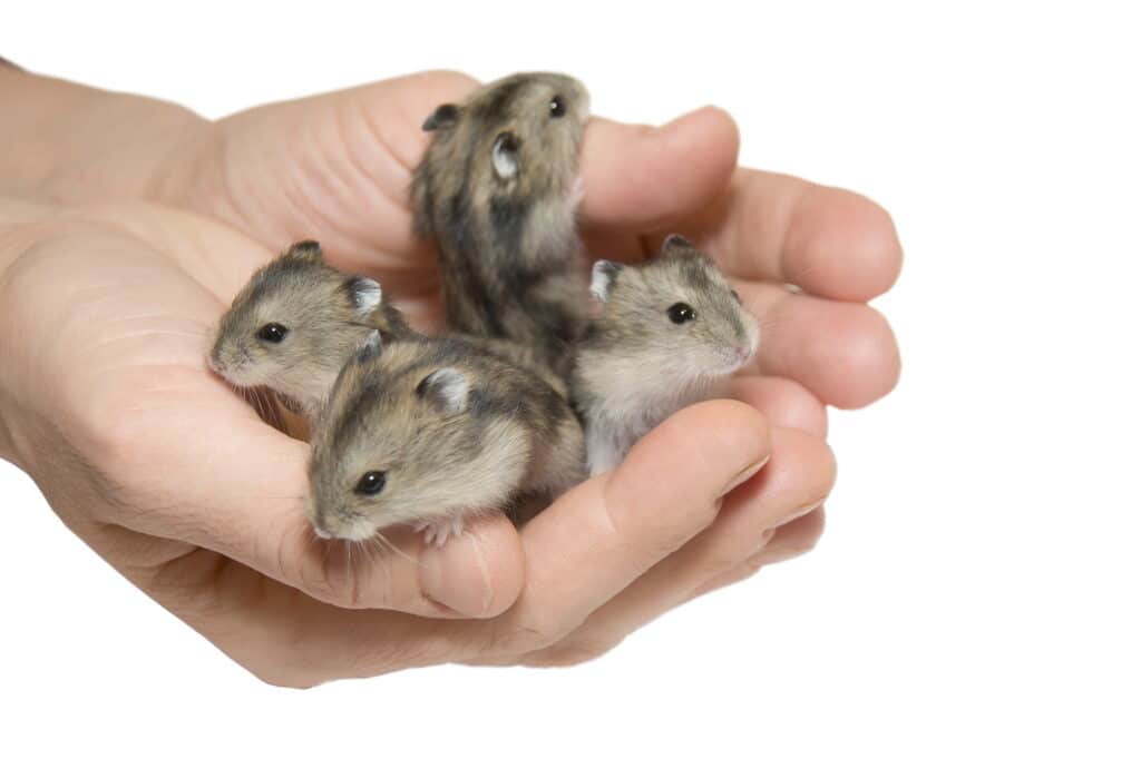 Hamster
