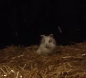 Kanin i tordenvejr