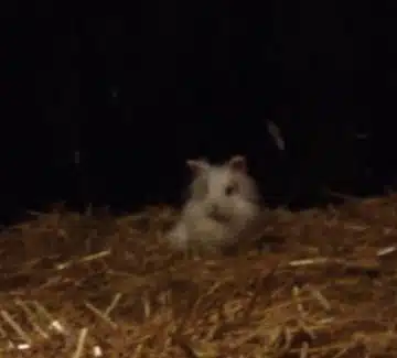 Kanin i tordenvejr
