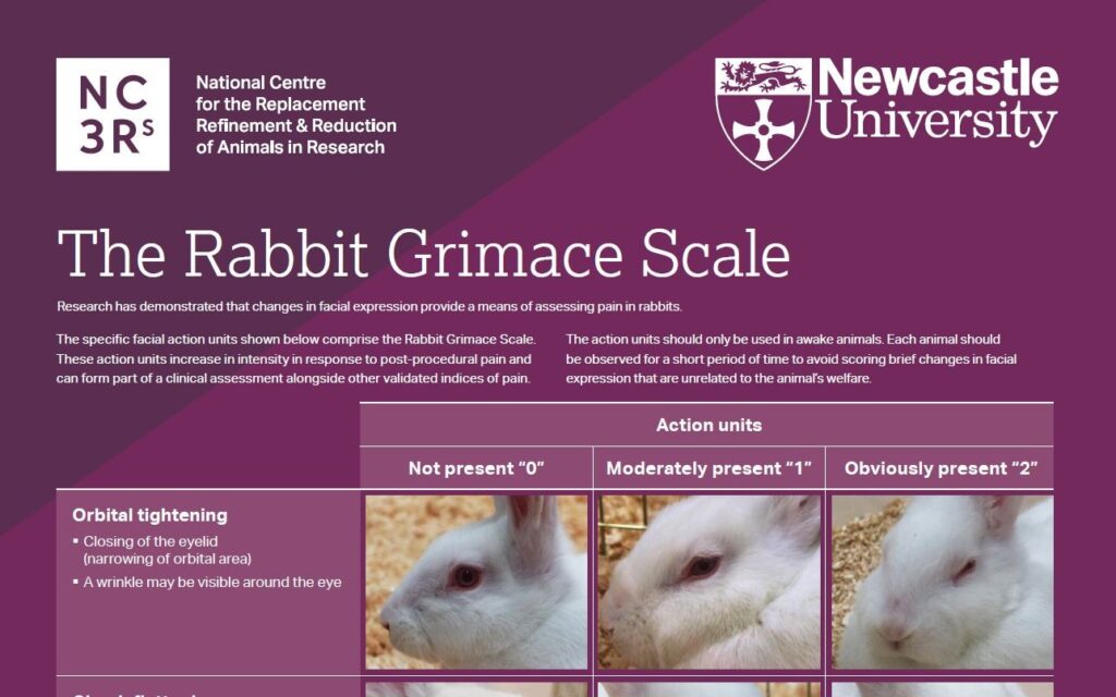 Rabbit Grimace Scale