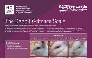 Rabbit Grimace Scale