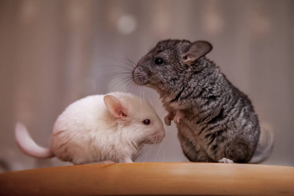 2 chinchillaer- Shutterstock
