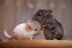 2 chinchillaer- Shutterstock