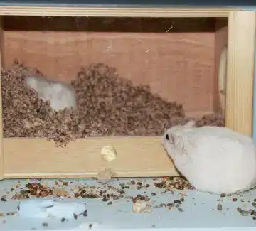 Hamsterbo