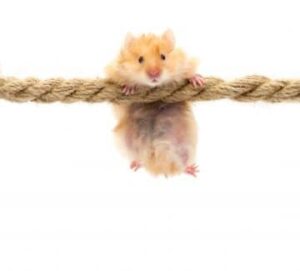 Hamster
