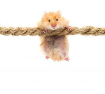Hamster