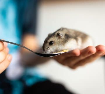 Hamsterhåndtering. Pixabay