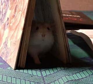 Hamsterbingo
