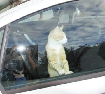 Katten Bobkat