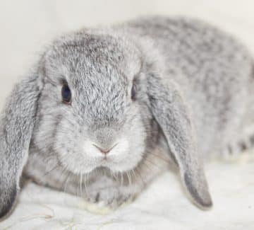 Chinchilla dværgvædder