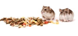Hamster