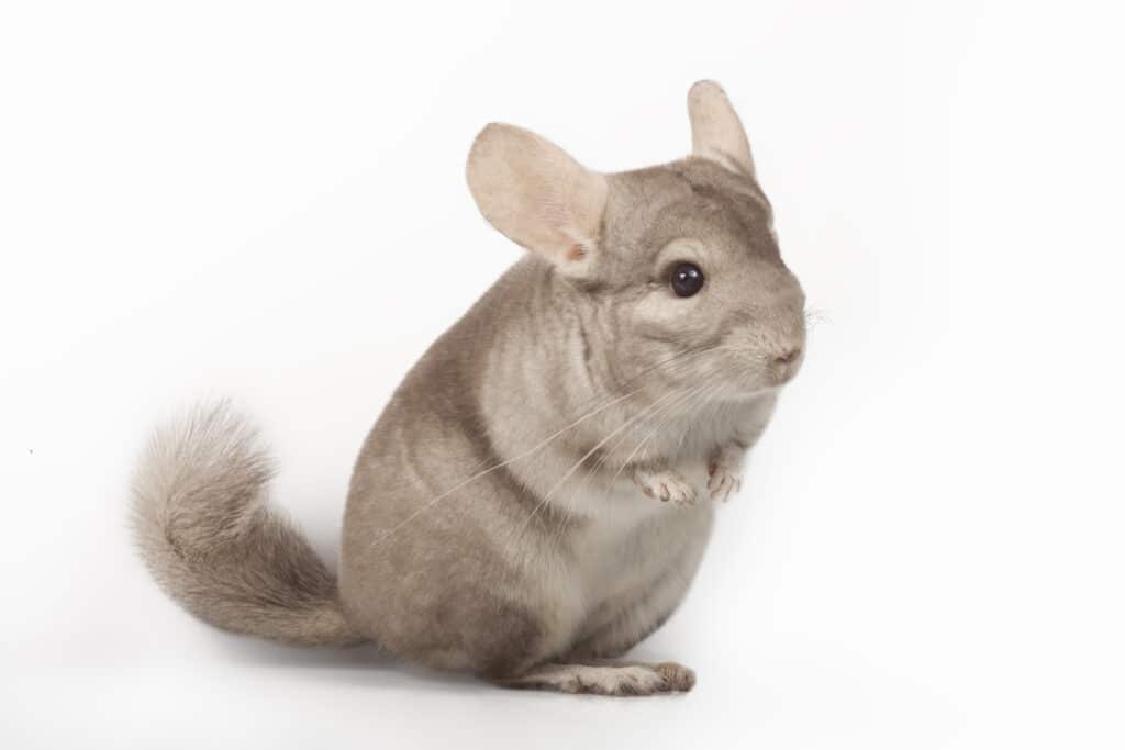 Chinchilla