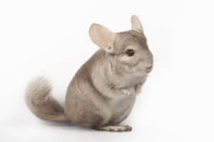Chinchilla